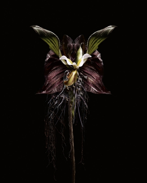 Photograph Sophie Rolland Hybrida_8 on One Eyeland